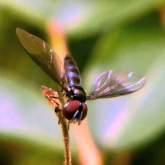 Ocyptamus