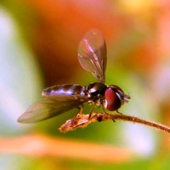 Ocyptamus
