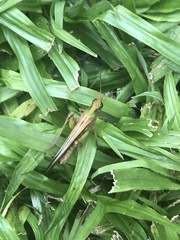 Aiolopus thalassinus