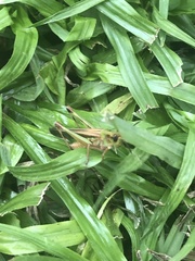 Aiolopus thalassinus