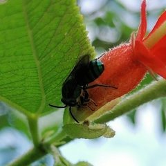 Pseudaugochlora graminea