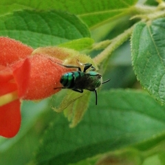 Pseudaugochlora graminea