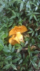 Agaricomycetes