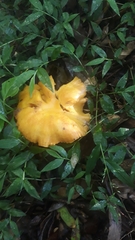 Agaricomycetes