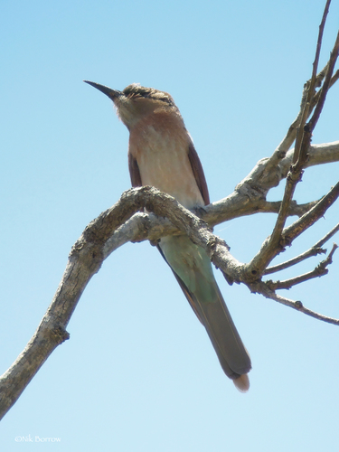 Southern Carmine Bee-eater