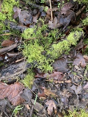 Brachythecium rutabulum