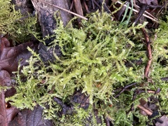 Brachythecium rutabulum