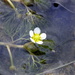 Ranunculus trichophyllus trichophyllus - Photo (c) Peter O'Connor aka anemoneprojectors，保留部份權利CC BY-SA