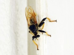 Pogonosoma maroccanum