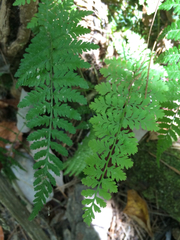 Athyrium asplenioides