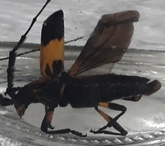 Batus hirticornis