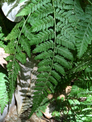 Athyrium asplenioides