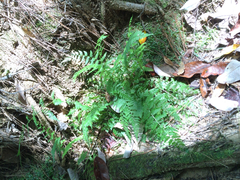 Athyrium asplenioides