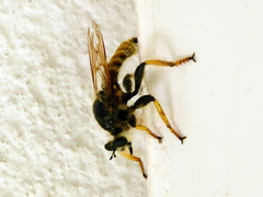 Pogonosoma maroccanum