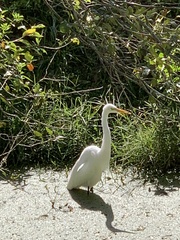 Ardea alba