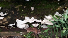 Fungi