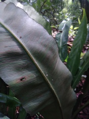 Asplenium serratum