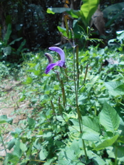 Brillantaisia lamium