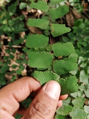 Adiantum amplum
