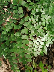 Adiantum amplum