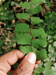 Adiantum amplum