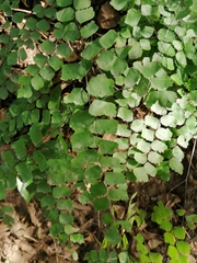 Adiantum amplum