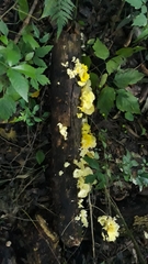 Fungi