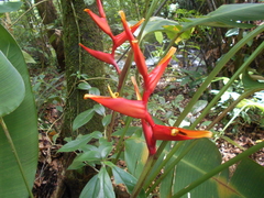 Heliconia spathocircinata