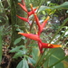 Heliconia spathocircinata - Photo (c) Igor Azevedo, some rights reserved (CC BY-NC), uploaded by Igor Azevedo