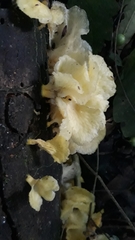 Fungi