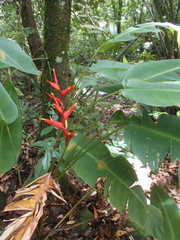 Heliconia spathocircinata