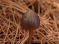 Mycena seynii