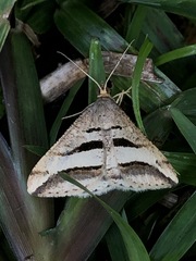 Chiasmia subcurvaria