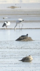 Phoenicoparrus jamesi