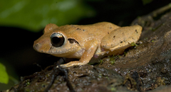 Pristimantis taeniatus