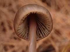 Mycena seynii