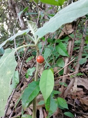 Solanum hirtum
