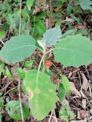 Solanum hirtum