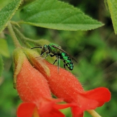 Pseudaugochlora graminea