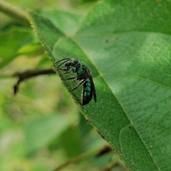 Pseudaugochlora graminea