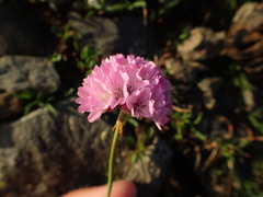 Armeria bubanii