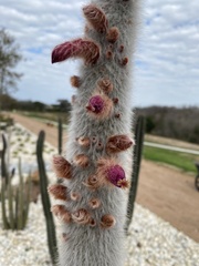 Cleistocactus