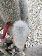 Cleistocactus