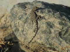 Pristurus celerrimus