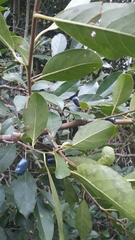 Magnoliopsida