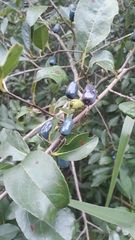 Magnoliopsida
