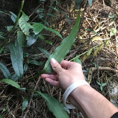 Cremastra appendiculata