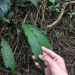 Cremastra appendiculata