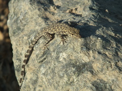 Pristurus celerrimus
