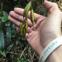 Cremastra appendiculata